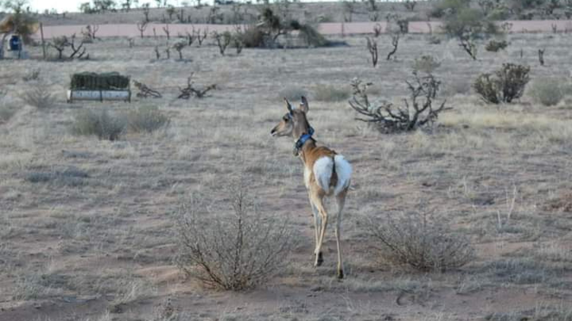 Seis berrendos regresan a la reserva de la Biósfera El Pinacate y Gran Desierto de Altar