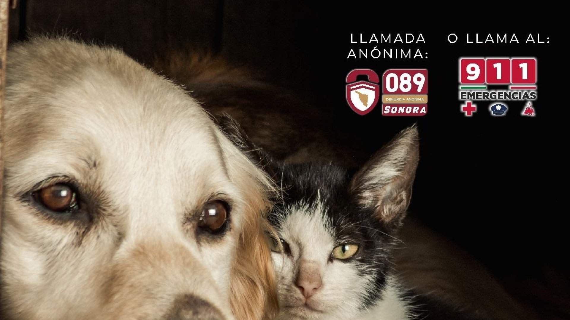 Llama C5i Sonora a ciudadanos reportar maltrato animal al 9-1-1 y 089