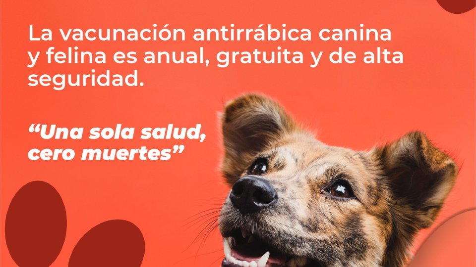 La rabia es prevenible: Salud Sonora